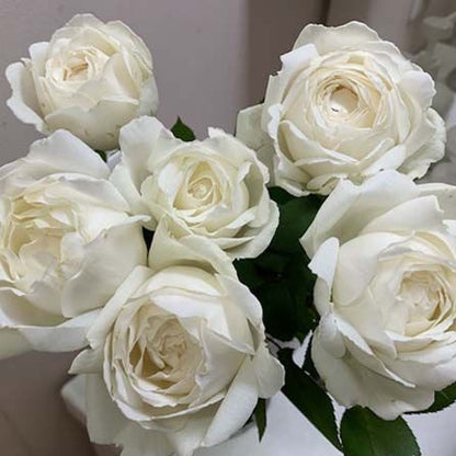 Cygne Antike	天鹅古董 (Japan)