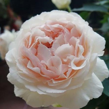 Yves Chanter Marie 伊芙钱特玛丽 (Japan)