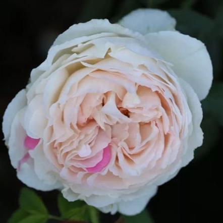 Yves Chanter Marie 伊芙钱特玛丽 (Japan)