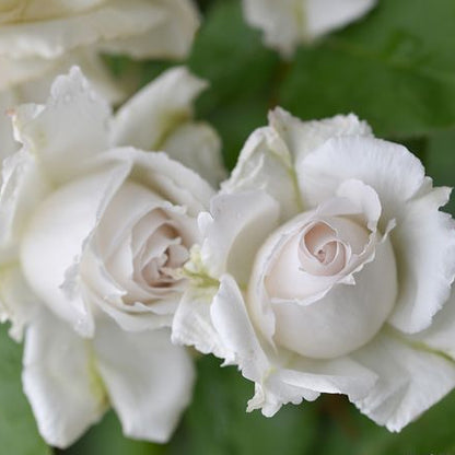 Creed 信念 (Japan)