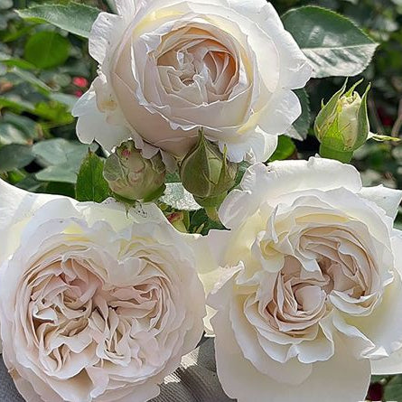 Creed 信念 (Japan)