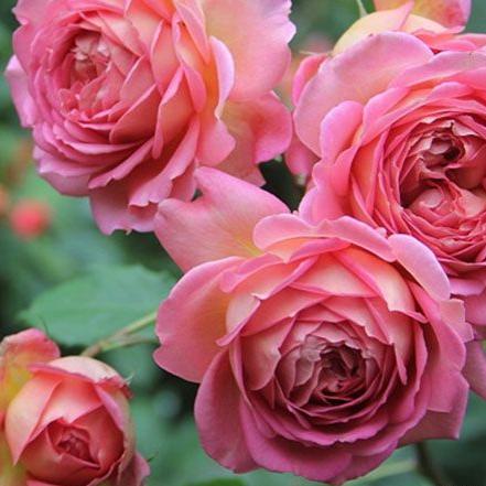 AUShunter 银禧 (England)