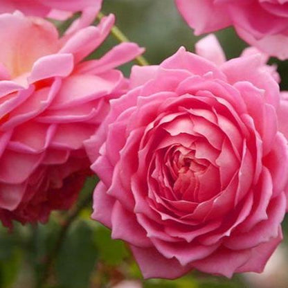 AUShunter 银禧 (England)