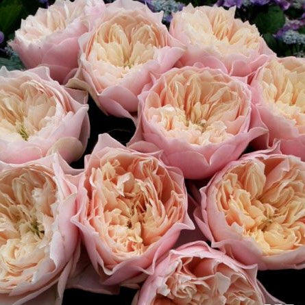 Romantica Vuvuzela 浪漫珊瑚心 (Netherlands)