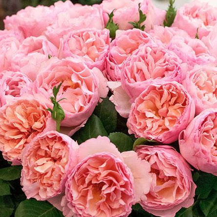 Fragrant Roses – Page 7 – Hillside Rose Farm