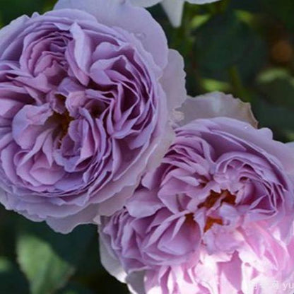 Lilas 丽拉 (Japan)