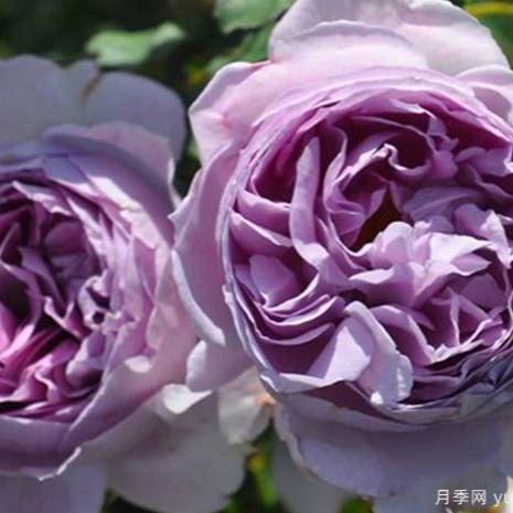 Lilas 丽拉 (Japan)