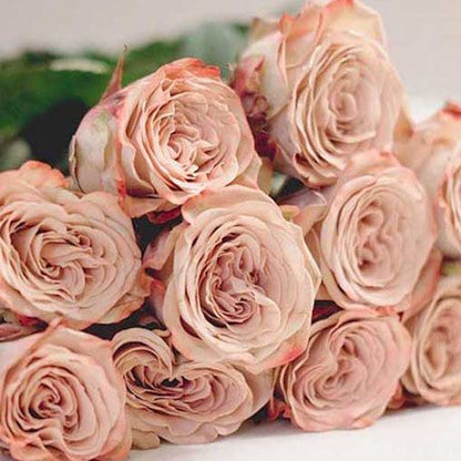 Cappuccino 卡布奇诺