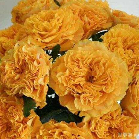 Mango Lieber 芒果酒吧 (Japan)