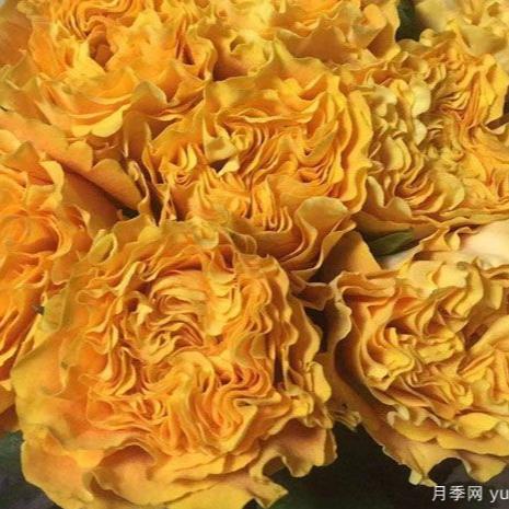 Mango Lieber 芒果酒吧 (Japan)