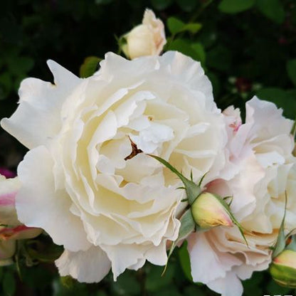 Princess Tenko 天宫公主 (Japan)