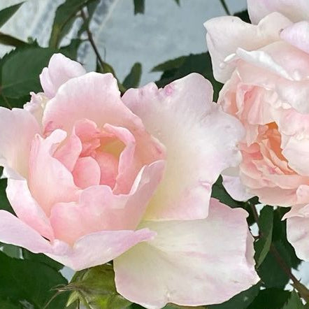 Princess Tenko 天宫公主 (Japan)