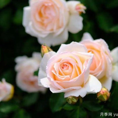 Kaoruno	薰乃 (Japan)