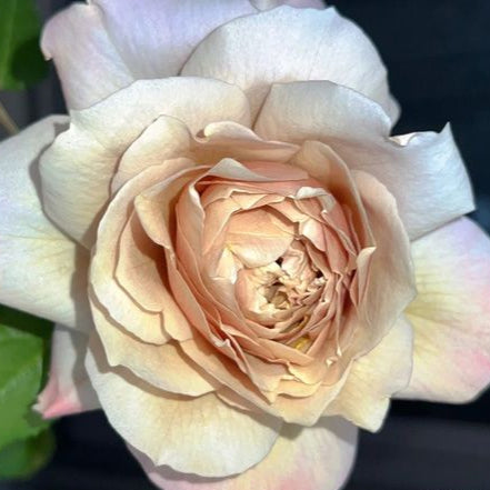 roseさん専用♪ Fragrant Roses – Page 2 – Hillside Rose Farm