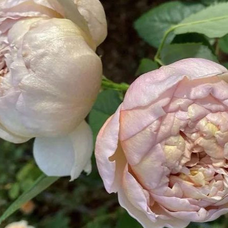 Charlotte Perriand 夏洛特佩里安 (Japan)