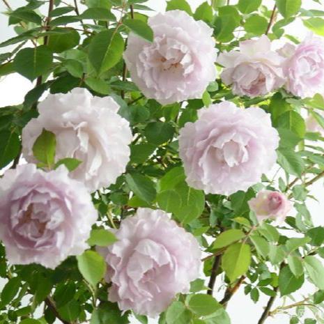Lu Ningxiang	露凝香 (China 天狼)