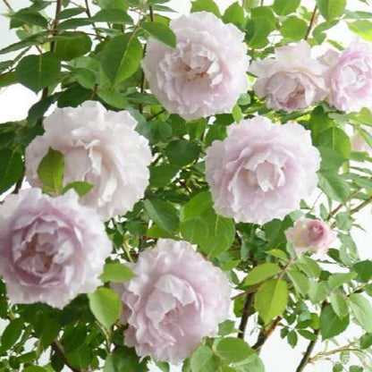 Lu Ningxiang	露凝香 (China 天狼)