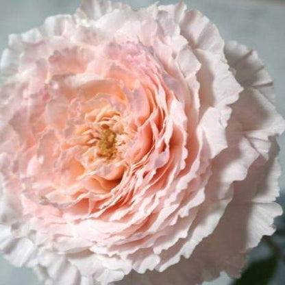 Tsumugi Fuli 绵绸富力 (Japan)