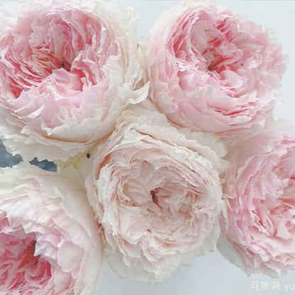 Tsumugi Fuli 绵绸富力 (Japan)