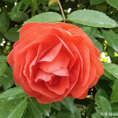 Orange Fragrance 橙木香 (Netherlands)