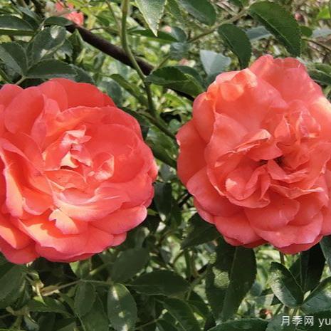 Orange Fragrance 橙木香 (Netherlands)