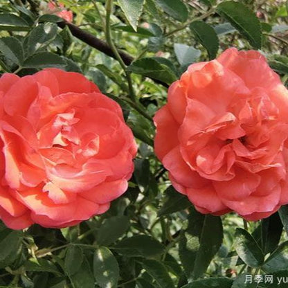 Orange Fragrance 橙木香 (Netherlands)