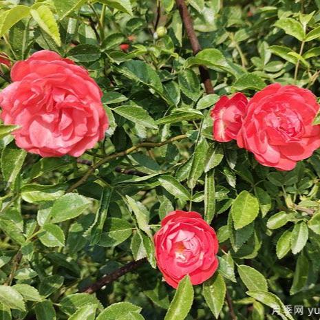 Orange Fragrance 橙木香 (Netherlands)