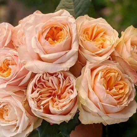 Victorian Peach 维多利亚蜜桃 (Netherlands)