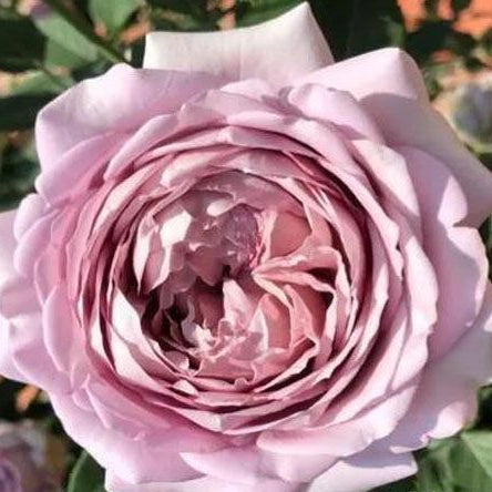 Charity Towa 日本慈善 (Japan)