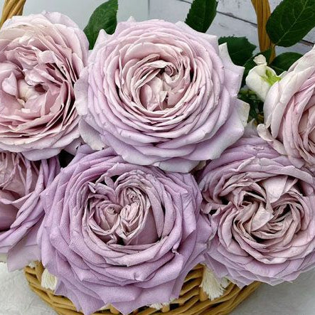 Charity Towa 日本慈善 (Japan)