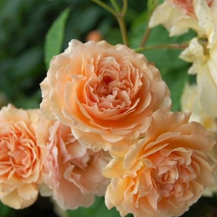 Buff Beauty 鹅黄美人 (England)