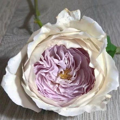 Milky Pearl 牛奶珍珠 (Japan)