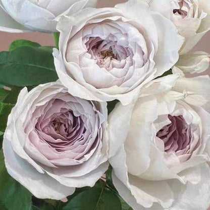 Milky Pearl 牛奶珍珠 (Japan)