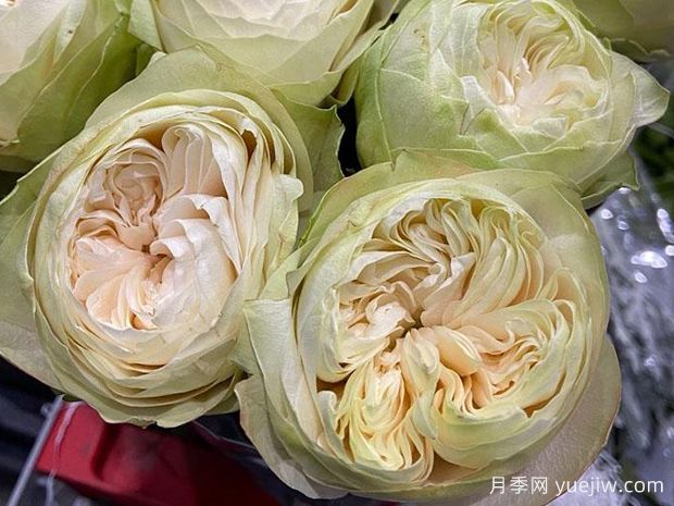 White Kahala 夏雨荷 (Ecuador)