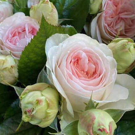 Lorena Summerhouse 蕾娜山庄 (Netherlands)