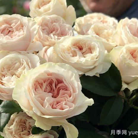 Chiffon 戚风蛋糕 (Netherlands)
