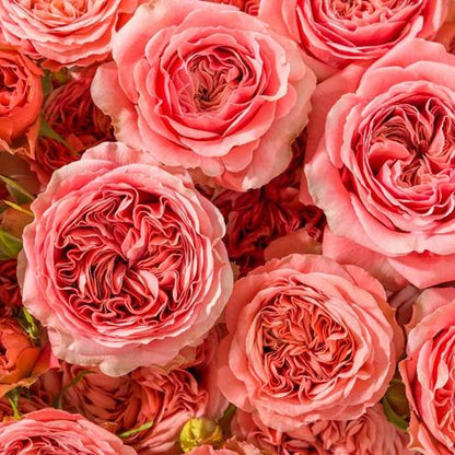 Bella Trendsetter 潮流贝拉 (Netherlands)