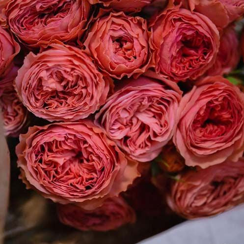 Bella Trendsetter 潮流贝拉 (Netherlands)