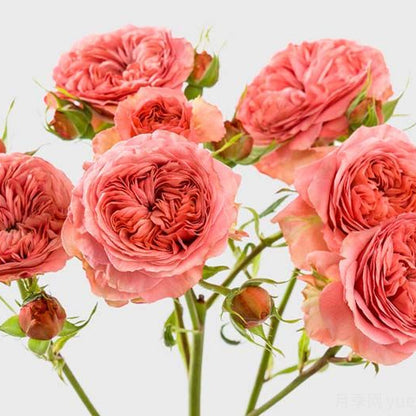 Bella Trendsetter 潮流贝拉 (Netherlands)