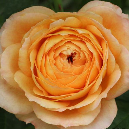 Caramel Antike 焦糖古董 (Germany)