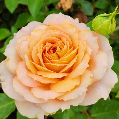 Caramel Antike 焦糖古董 (Germany)