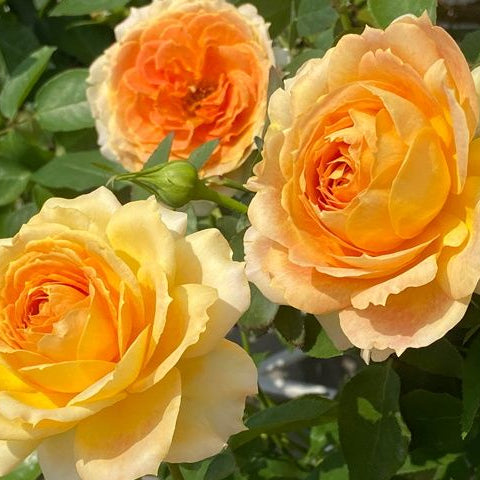 Caramel Antike 焦糖古董 (Germany) – Hillside Rose Farm