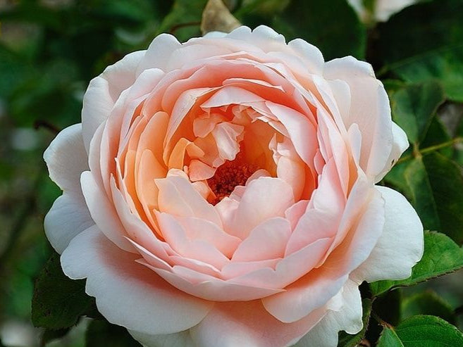 AUSwonder 安布 (England)