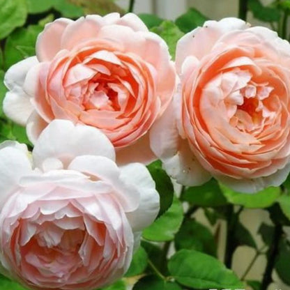 AUSwonder 安布 (England)