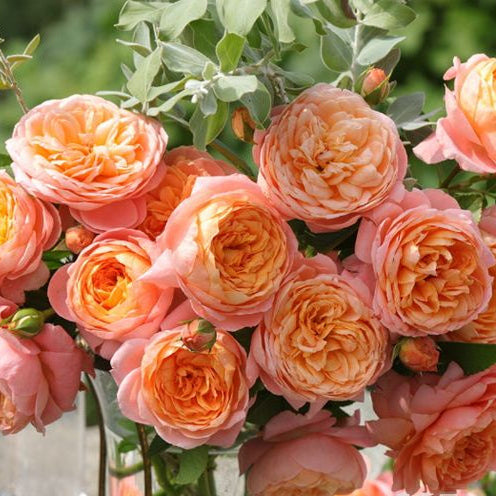 Tangerine 橘子 (China 天狼)