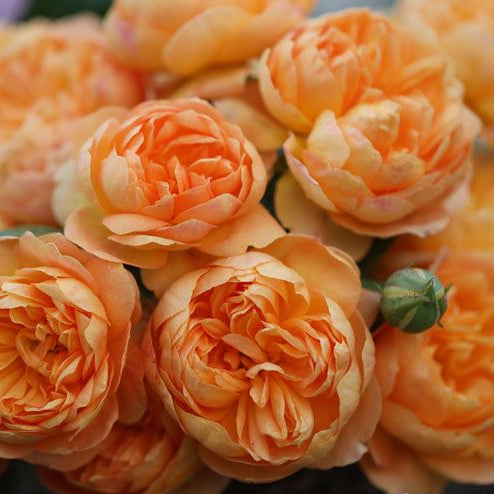 Zhuji 珠玑 (China 天狼)