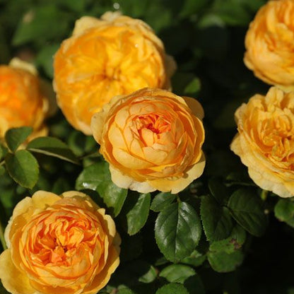 Zhuji 珠玑 (China 天狼)