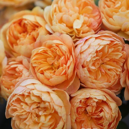 Zhuji 珠玑 (China 天狼)