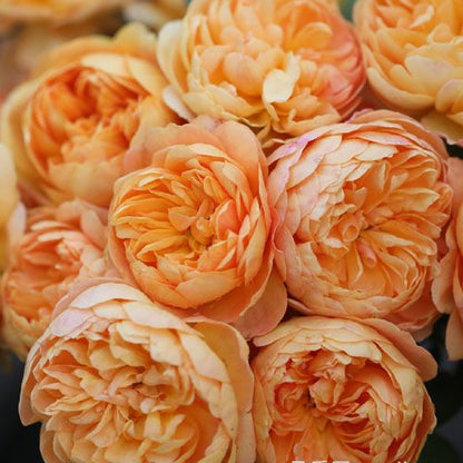 Zhuji 珠玑 (China 天狼)