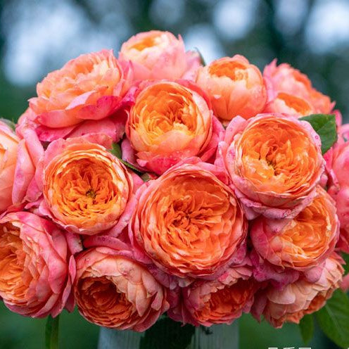 Tangerine 橘子 (China 天狼)